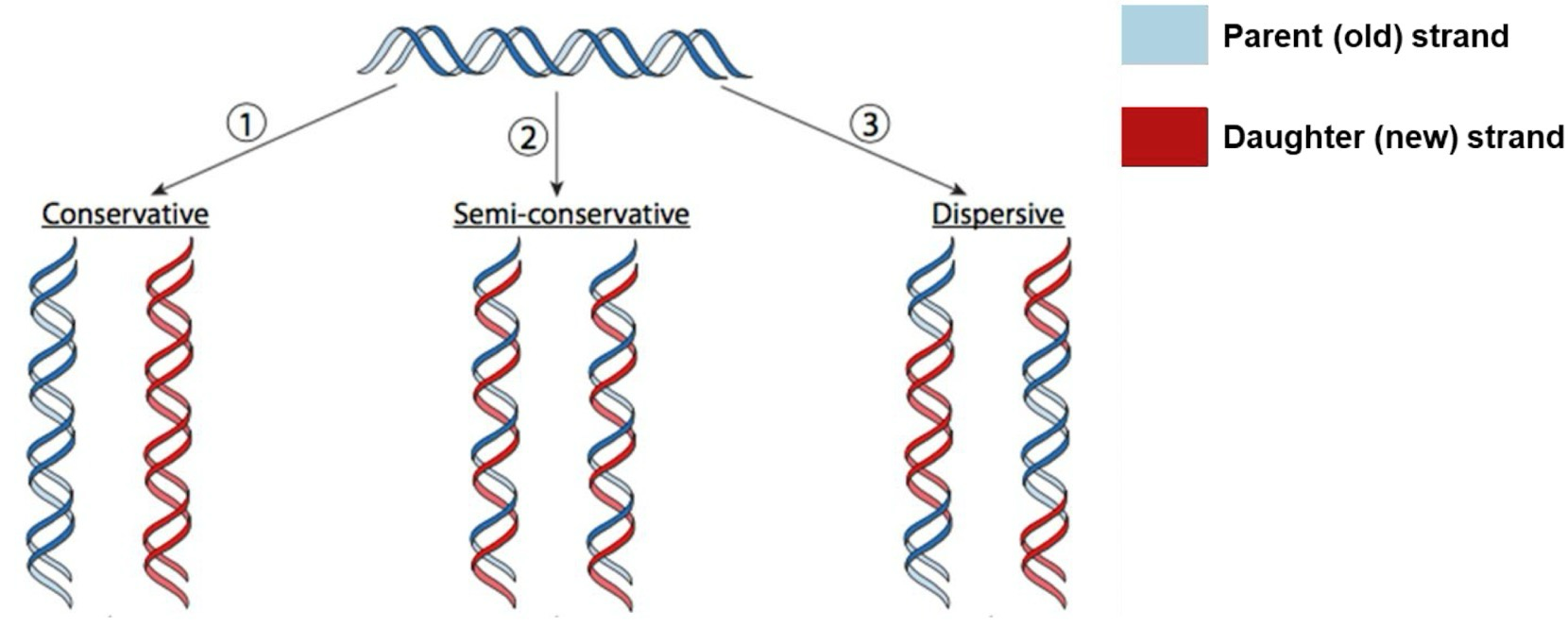 <p><strong>Conservative</strong> <strong>replication</strong>: Yields an original intact fully parental DNA and one fully daughter DNA</p><p><strong>Semi-conservative</strong> <strong>replication</strong>: Yields two DNAs, each with one parent and daughter strands</p><p><strong>Dispersive</strong> <strong>replication</strong>: Yields two DNA molecules that are hybrids/mixtures of parental and daughter DNA</p>