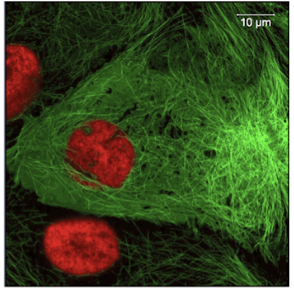 <p>How did they make the microtubules green?</p>