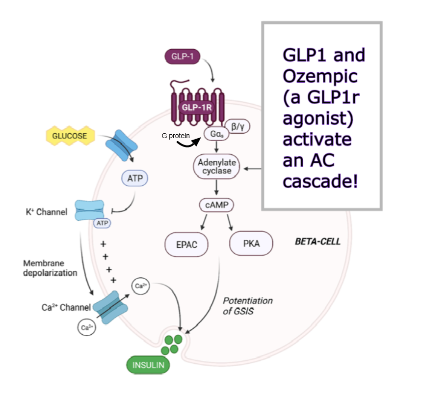 <p>The potentiation of Glucose stimulated insulin secretion must be a form of coincidence detection, in that the hormone increases the response, rather than replacing it. </p><p></p><p><strong>GLP1 leads to upregulation of the protein activity that is required for Ca++ dependent insulin exocytosis.</strong></p>