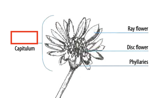 <ul><li><p>type of capitulum</p></li><li><p><span><span>central disk flowers and peripheral ray flowers</span></span></p></li></ul><p></p>