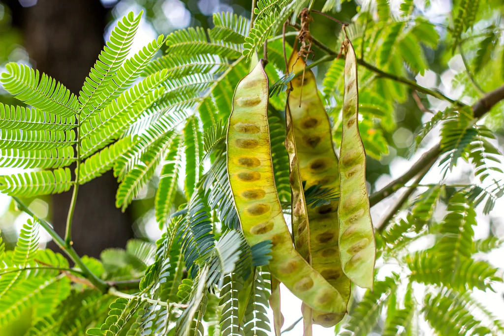 <p>Honey locust</p>