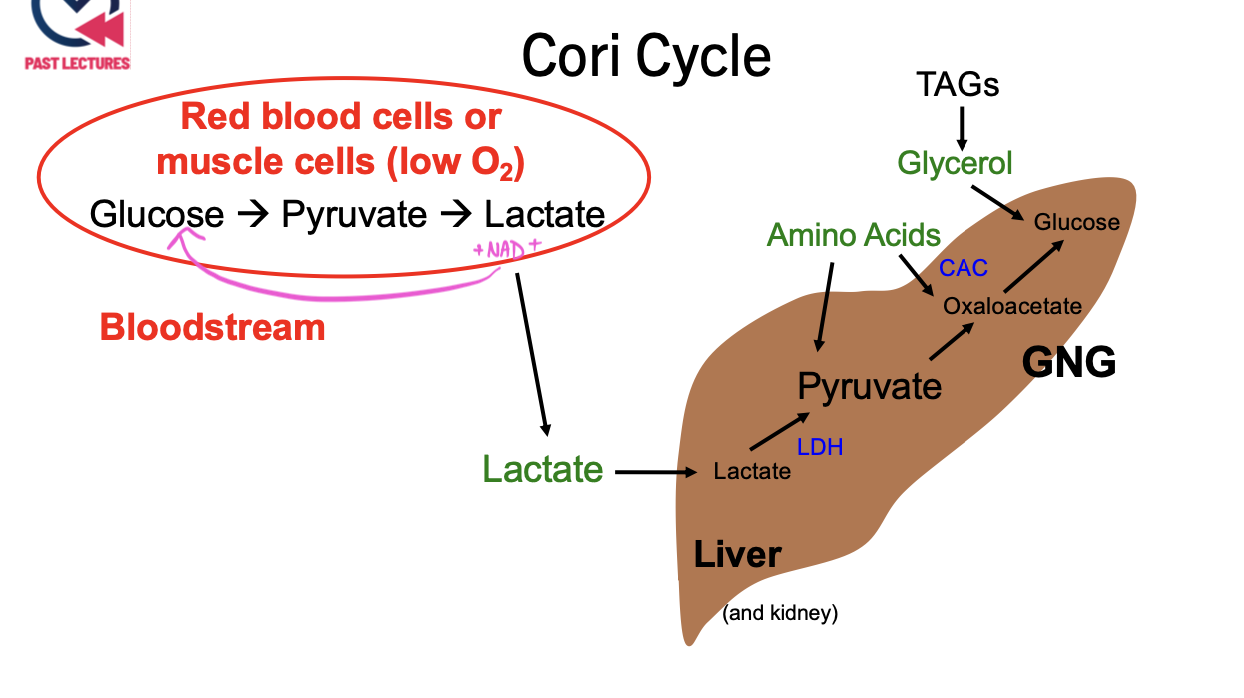 <p>Lactate, produced by anaerobic glycolysis in muscles, travels through the bloodstream to the liver</p>