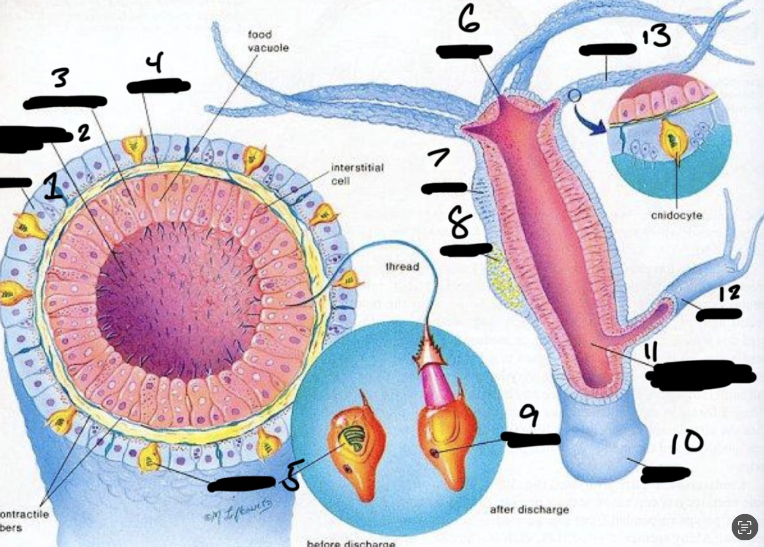 <p>What is the kingdom, phylum, class, and genus of this</p>