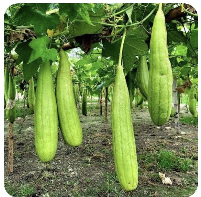 <p>Luffa</p>