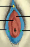 <p>second line on left</p>