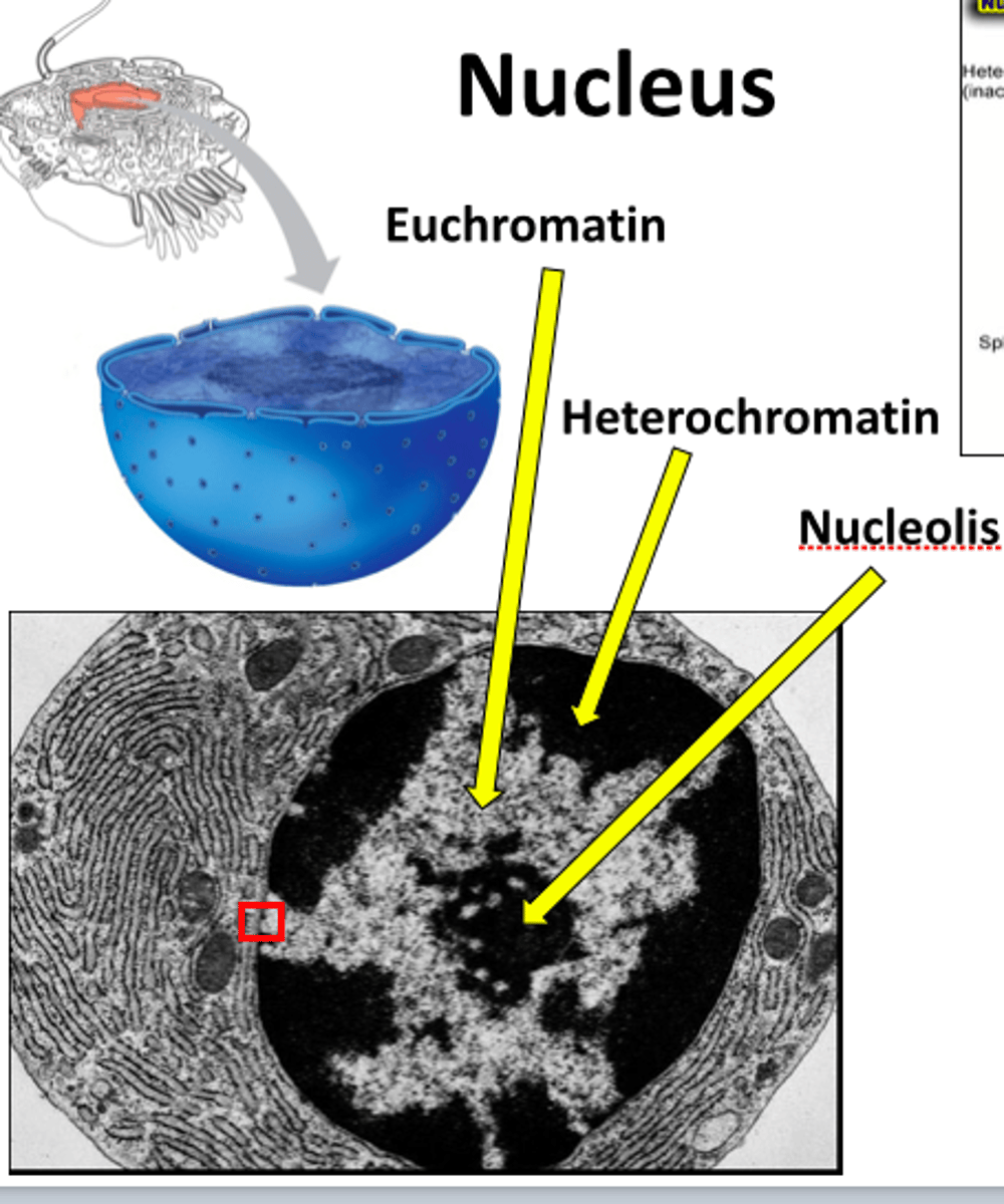 <p>Eukaryotic chromatin that remains highly compacted during interphase and is generally not transcribed. makes it difficult for the cell to express genetic information coded in these regions.</p>