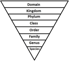 <p>in his series Systema Naturae proposed a system of taxonomy based on resemblances: Uses Latin as the universal language of scientific nomenclature.</p><p>− Linnaeus classified >12,000 species. </p><p> e.g. humans, Homo sapiens</p><p>- Hierarchical classification of species into groups (ranks) based on the similarity of structures, functions, and other features. </p><p>− Unique two-part scientific names for species (binomial nomenclature).</p>