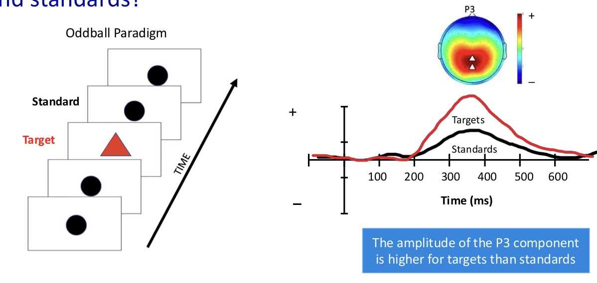 <p>the amplitude of the p3 component is higher for targets than standards </p>