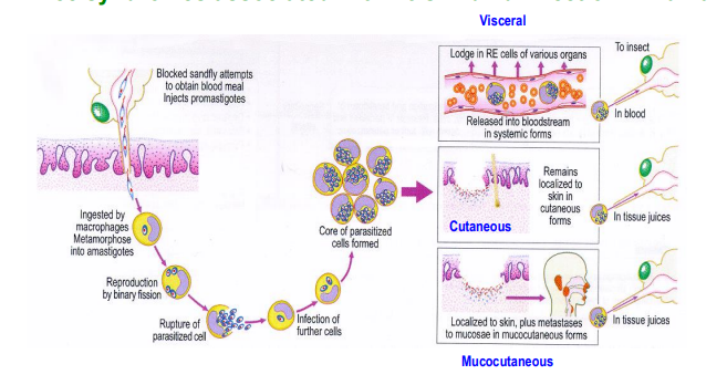 <p>Visceral, Cutaneous, and Mucocutaneous</p>