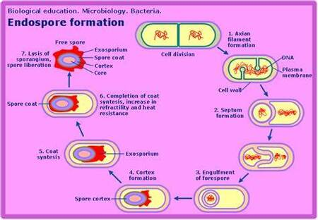 <ol><li><p>DNA replicates</p></li><li><p>one chromosome condenses at the end of the cell and it pushes its way into the cell as a transverse septum</p></li><li><p>transverse septum forms, and the primitive spore, the forespore (contains cytoplasm, DNA, and dipicolinic acid, which stabilizes proteins and DNA), is cut from the remainder of the cell</p></li><li><p>the outer layer, the cortex, developed around the forespore, and pieces of the spore coat form</p></li><li><p>the walls of the spore are complete, and the mature spore is formed while the vegetative cell disintegrates</p></li><li><p>the free spore is released, and under favorable nutrient conditions, the spore will germinate and develop into a vegetative cell</p></li></ol><p></p>