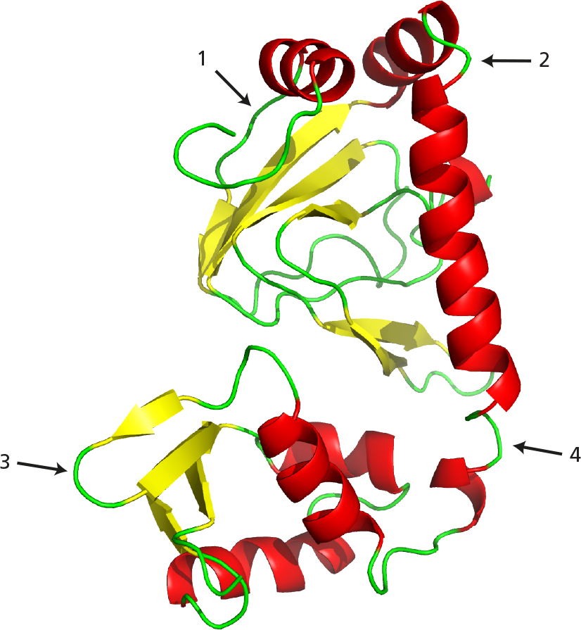 <p><span>Often, the hard part of protein structure determination by x-ray diffraction is getting good crystals. In difficult cases, there are two common approaches for obtaining crystals: (1) using fragments of the protein and (2) trying homologous proteins from different species.</span><br><br><span>Examine the protein in the figure. Where would you cleave this protein to obtain fragments that might be expected to fold properly and perhaps form crystals?</span></p>