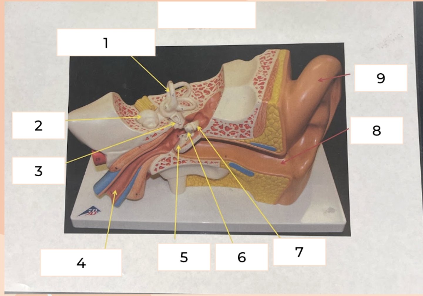 <p>#1</p><p>series of three structures in 3 spatial planes and detect position of head</p>