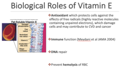 <p>vitamin E</p>