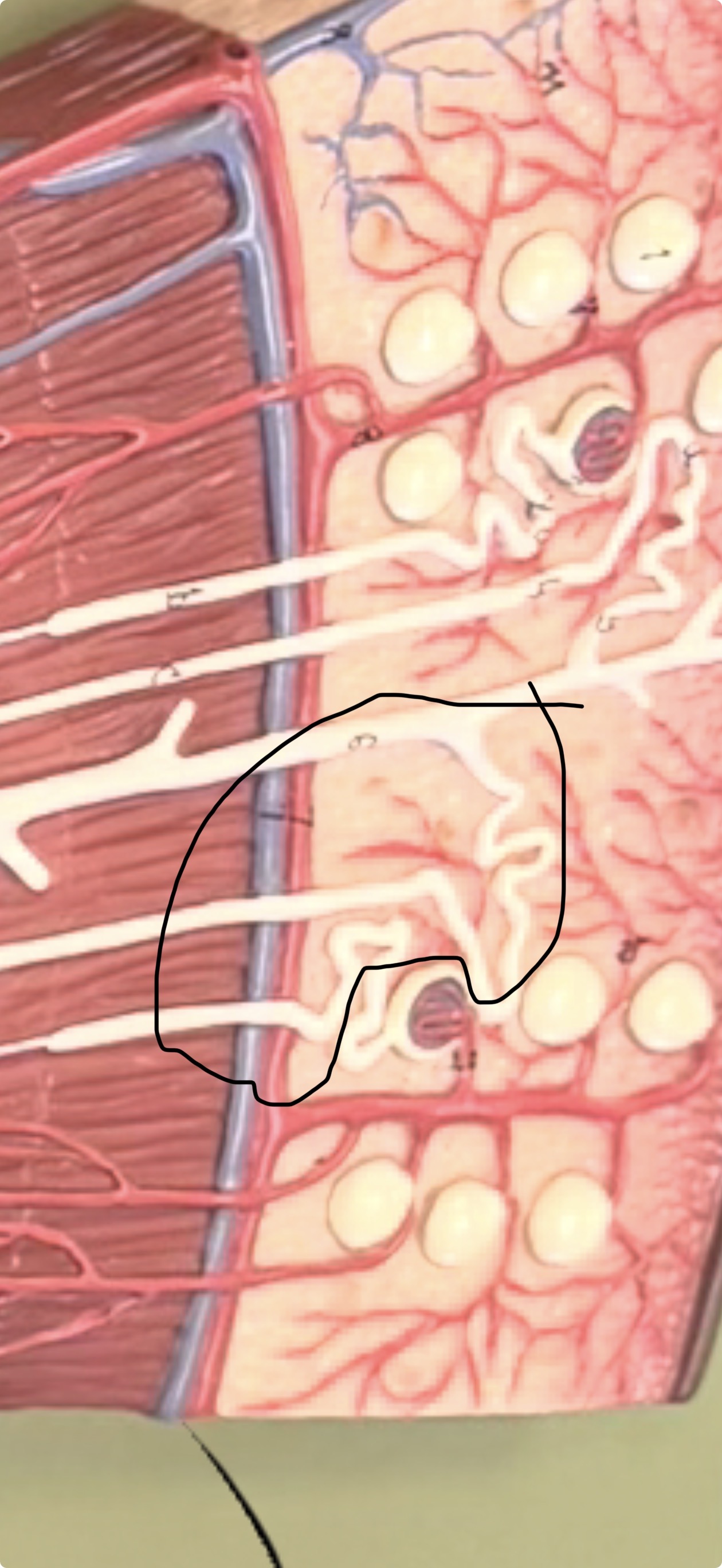 <p>Shown on nephron model</p>