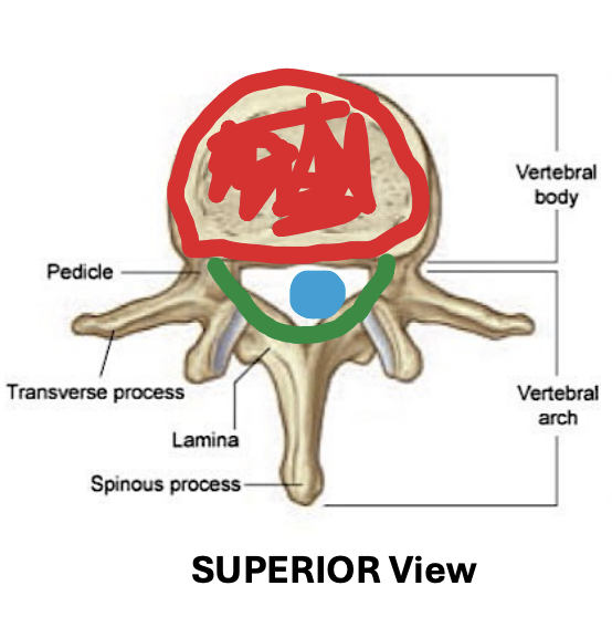 <p>ventral sclerotome</p>