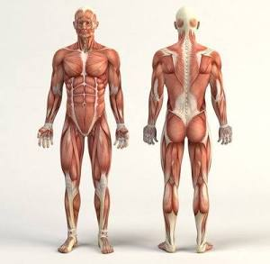 <p>The frame of reference or standardized context of the body where it is erect, arms at sides, palms of hands facing forward, and feet together</p>
