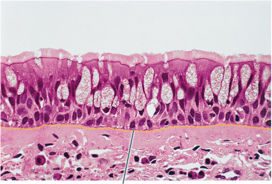 <p>What structure is highlighted</p>
