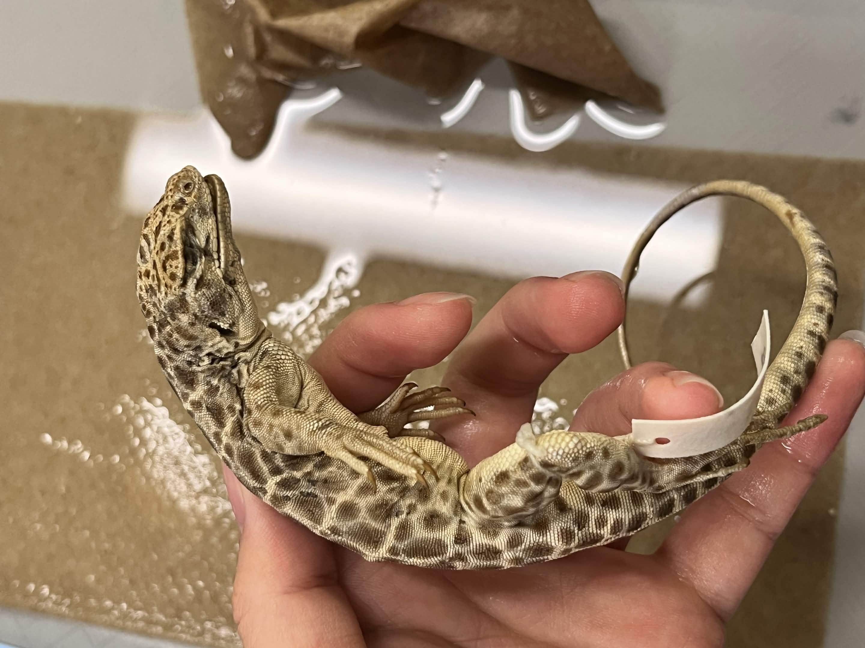 <p>Family + Species?</p><ul><li><p>Short snout</p></li><li><p><strong>Spots on throat</strong></p></li></ul><p></p>