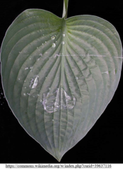 <p>cuticle</p>
