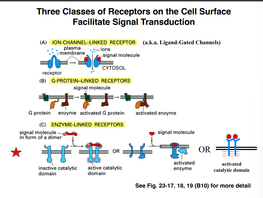 <p><span style="background-color: transparent;"><strong>Enzyme-Linked Receptors (Introduction)</strong></span></p>
