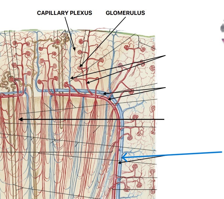 <p>Which vein of the kidneys:</p><ul><li><p>After arcuate veins</p></li><li><p>Before renal veins</p></li></ul><p></p>