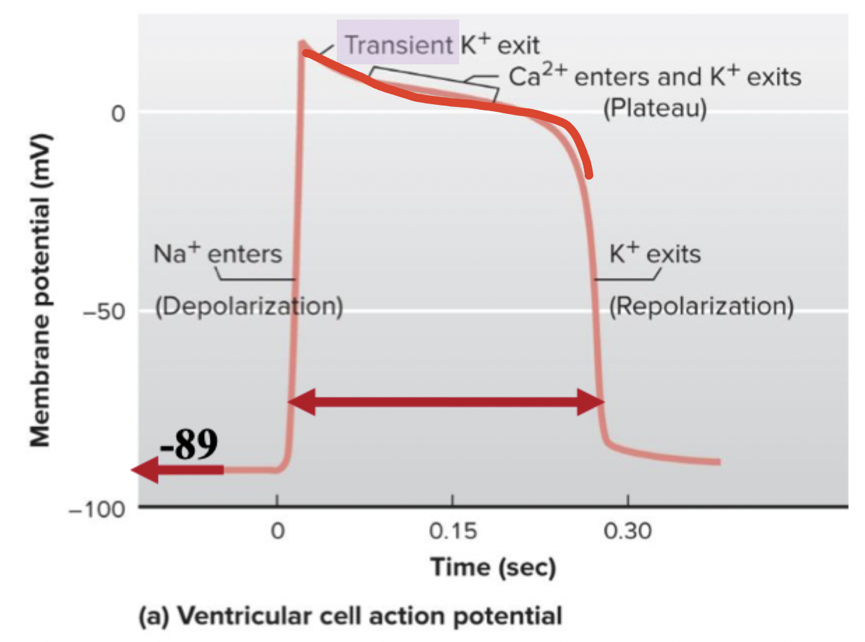 <ul><li><p>Very negative resting membrane from lots of K+ leak</p></li><li><p>Rapid opening of voltage-gated Na+ channels</p></li><li><p>Prolonged “plateau” due to slow opening of voltage-gated Ca2= channels, <strong>L-type channels</strong></p></li><li><p>Slower opening of v-g K+ channels back to repolarization</p></li><li><p>Long in duration to allow for refilling of ventricles</p></li></ul><p></p>