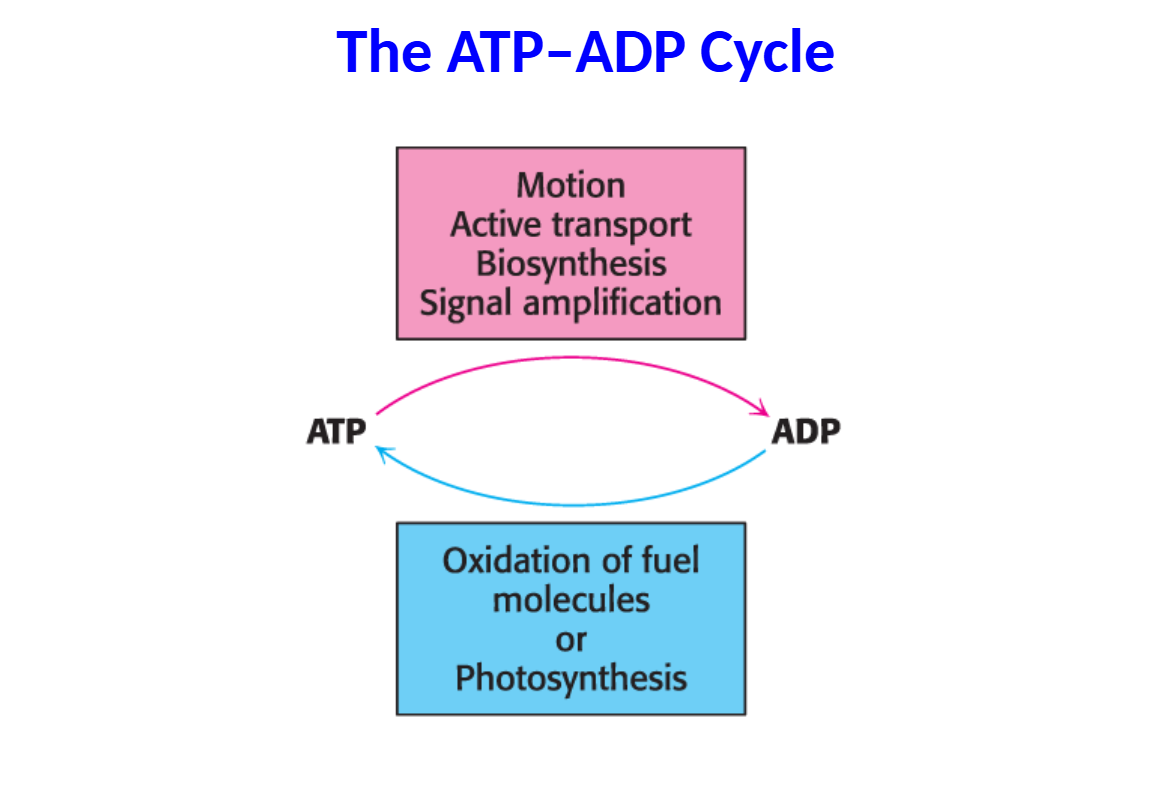 <p>ATP is the immediate donor of free energy for biological activities.</p><p>• However, the amount of ATP is limited.</p><p>• Consequently, ATP must be constantly recycled to provide energy to power the cell.</p>