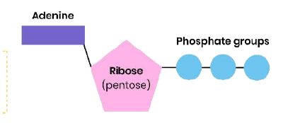 <p>●<span style="background-color: unset; line-height: 1.22; font-size: unset; color: unset;">Ribose</span><span style="background-color: unset; line-height: unset; font-size: unset; color: transparent;"> </span><span style="background-color: unset; line-height: 1.212; font-size: unset; color: unset;">bound</span><span style="background-color: unset; line-height: unset; font-size: unset; color: transparent;"> </span><span style="background-color: unset; line-height: 1.212; font-size: unset; color: unset;">to</span><span style="background-color: unset; line-height: unset; font-size: unset; color: transparent;"> </span><span style="background-color: unset; line-height: 1.212; font-size: unset; color: unset;">a</span><span style="background-color: unset; line-height: unset; font-size: unset; color: transparent;"> </span><span style="background-color: unset; line-height: 1.212; font-size: unset; color: unset;">molecule</span><span style="background-color: unset; line-height: unset; font-size: unset; color: transparent;"> </span><span style="background-color: unset; line-height: 1.212; font-size: unset; color: unset;">of</span><span style="background-color: unset; line-height: unset; font-size: unset; color: transparent;"> </span><span style="background-color: unset; line-height: 1.22; font-size: unset; color: unset;">adenine</span></p><p>(base)<span style="background-color: unset; line-height: unset; font-size: unset; color: transparent;"> </span>and<span style="background-color: unset; line-height: unset; font-size: unset; color: transparent;"> </span><span style="background-color: unset; line-height: 1.22; font-size: unset; color: unset;">3</span><span style="background-color: unset; line-height: unset; font-size: unset; color: transparent;"> </span><span style="background-color: unset; line-height: 1.22; font-size: unset; color: unset;">phosphate</span><span style="background-color: unset; line-height: unset; font-size: unset; color: transparent;"> </span><span style="background-color: unset; line-height: 1.22; font-size: unset; color: unset;">groups</span></p><p>●<span style="background-color: unset; line-height: 1.22; font-size: unset; color: unset;">Nucleotide</span><span style="background-color: unset; line-height: unset; font-size: unset; color: transparent;"> </span><span style="background-color: unset; line-height: 1.22; font-size: unset; color: unset;">derivative</span><span style="background-color: unset; line-height: unset; font-size: unset; color: transparent;"> </span><span style="background-color: unset; line-height: 1.212; font-size: unset; color: unset;">(modified</span><span style="background-color: unset; line-height: unset; font-size: unset; color: transparent;"> </span><span style="background-color: unset; line-height: 1.212; font-size: unset; color: unset;">nucleotide)</span></p>