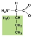 <p>ile. non polar. joins its carboxyl to another</p>
