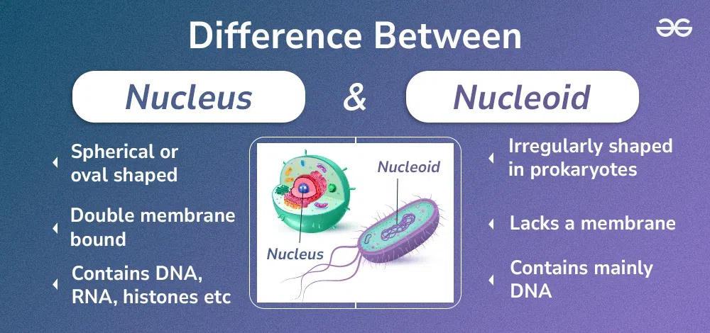 <p>Nucleoid</p>