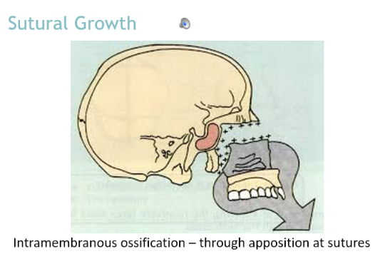 <p>Downwards forwards translation of the maxilla </p><p>apposition at the sutures </p>