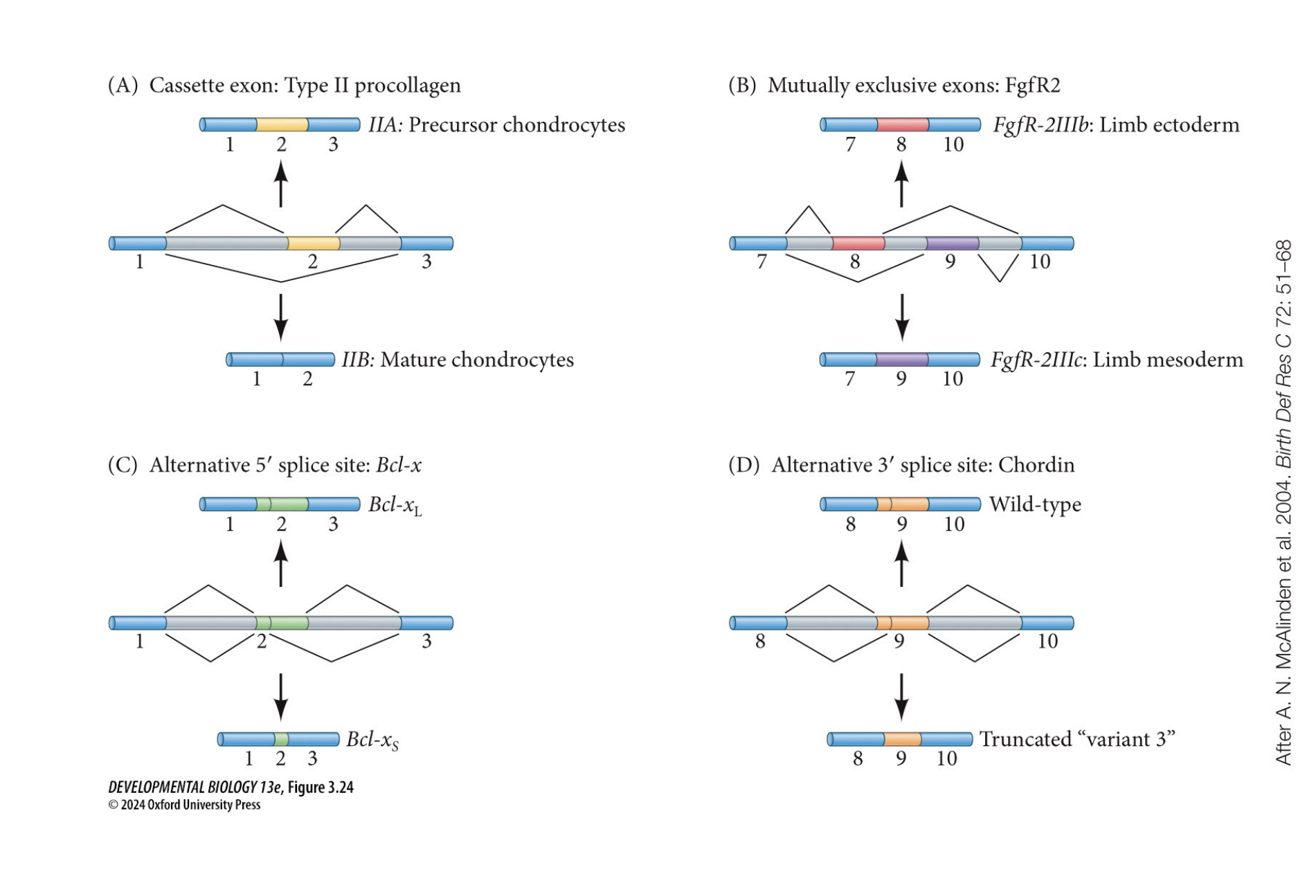 <p>What is alternative RNA splicing, and what are the four types?</p>