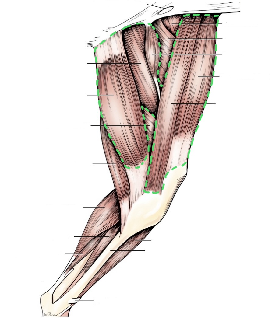 <ul><li><p>sartorius</p></li><li><p>pectineus</p></li><li><p>adductor</p></li><li><p>gracilis</p></li></ul><p></p>