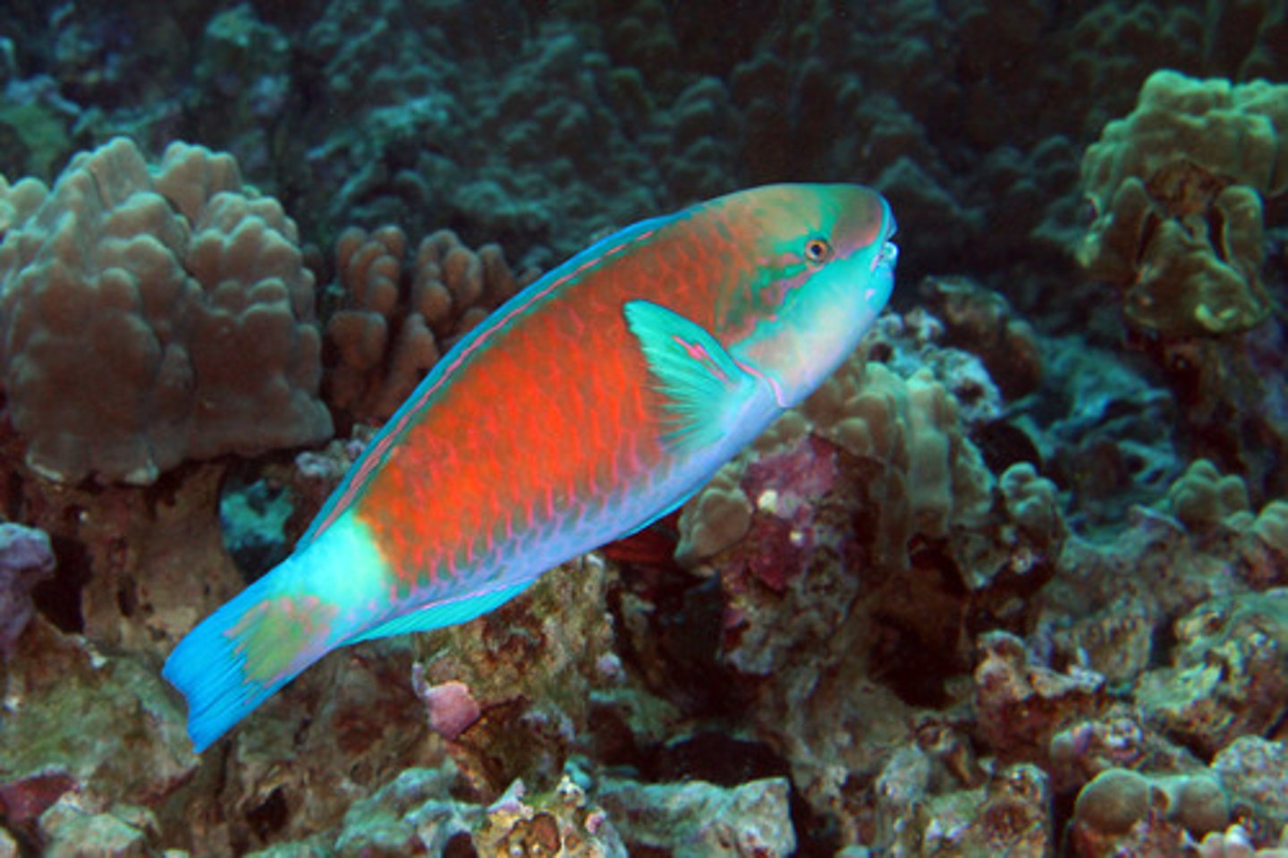 <p>Chlorurus sordidus</p>