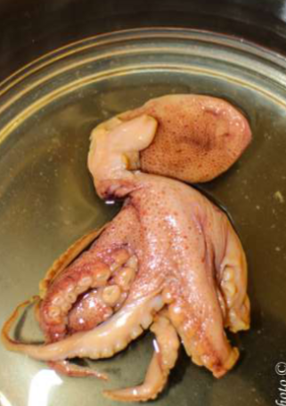 <p>Phylum &amp; name?</p>