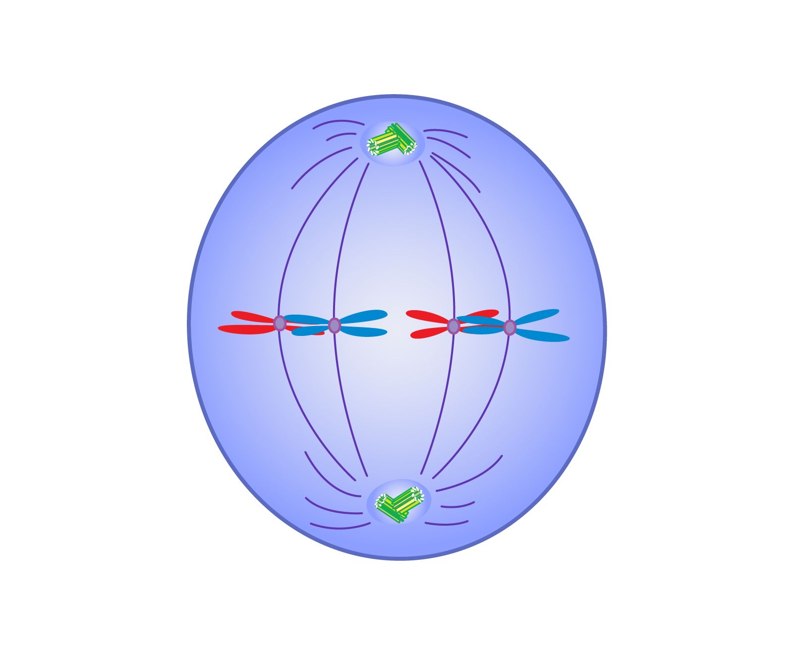<ul><li><p>the crucial middle stage of cell division (mitosis or meiosis) where duplicated chromosomes condense and align perfectly along the center of the cell, known as the metaphase plate. </p></li></ul><p></p>