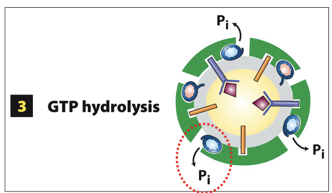 <ol><li><p>after the release of the COPII vesicle from the ERES membrane, Sec23 (GAP) promotes the hydrolysis of GTP in Sar1-GTP</p></li><li><p>Sar1-GTP converted to Sar1-GDP</p></li></ol><p></p>