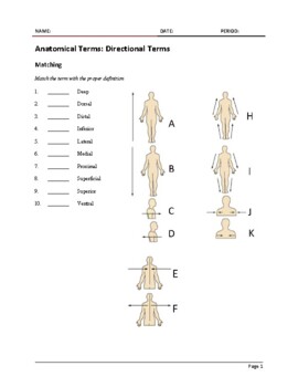 <p>what directional term is C?</p>
