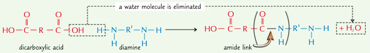 <p>amide linkage</p>