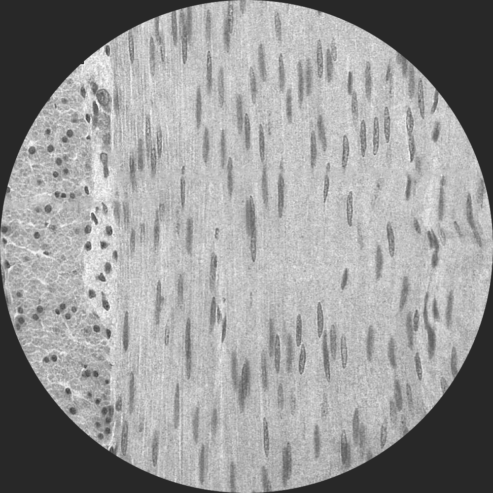 term image