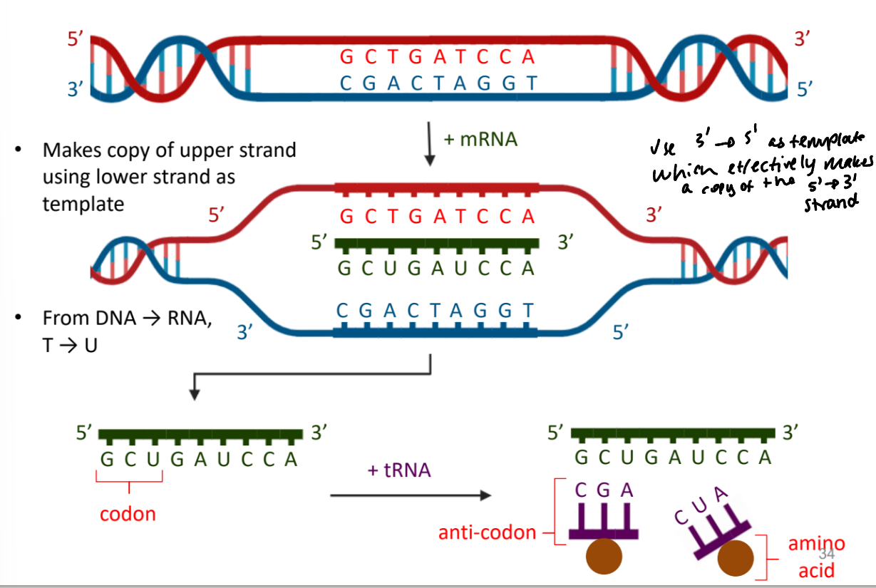 <ul><li><p>mRNA makes a copy of the upper strand (5’ → 3’) using the lower strand (3’ → 5’) as a template</p></li><li><p>anti-codons of tRNA which are attached to amino acids pair to the mRNA strand</p></li><li><p>amino acids can join together</p></li></ul><p></p>