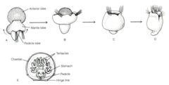 <p>The larvae stage of Brachiopods</p>