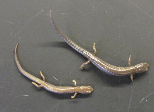 <p>Common name, Family, Scientific Name?</p>