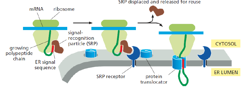 <p><strong>Signal Recognition Particle (SRP)</strong>: factor that allows attachment of pure ribosomes to ER membranes </p><ul><li><p>Ribonucleoprotein particle = RNA + 6 proteins </p></li><li><p>Binds to <u>signal sequence &amp; ribosome</u> </p></li><li><p>Binding of SRP to nascent peptide chain → stops translation (peptide = 70-100 AA long) = long enough to protrude from ribosomes</p></li></ul><p></p>