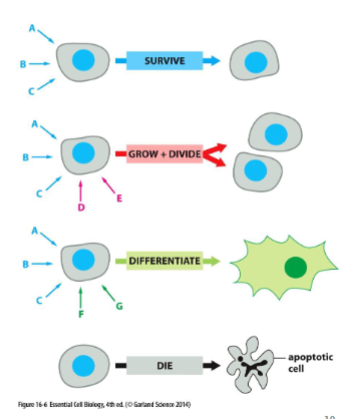 <p>cells will contain limited set of receptor proteins that will respond to different extracellular signals. a combination of signals can create a response different from each individual signal. cells kill themselves w/o signals </p>