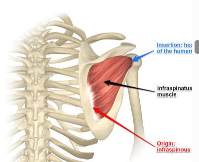 <p>Greater tubercle of humerus</p><p>External rotation of shoulder/arm; Stabilizes glenohumeral joint</p>