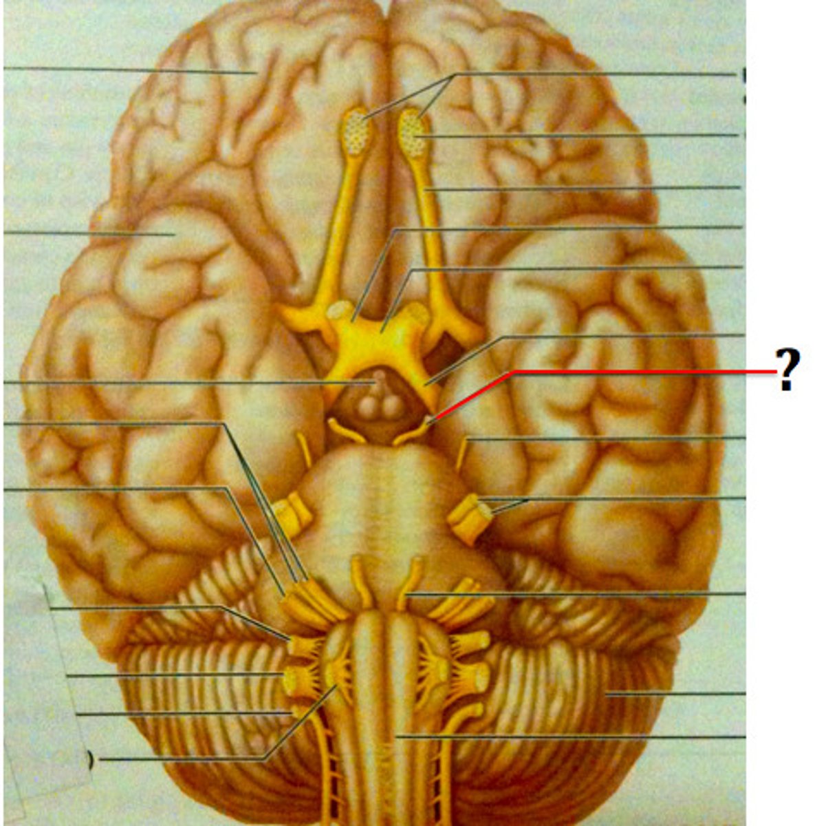 <p>eye movement</p>