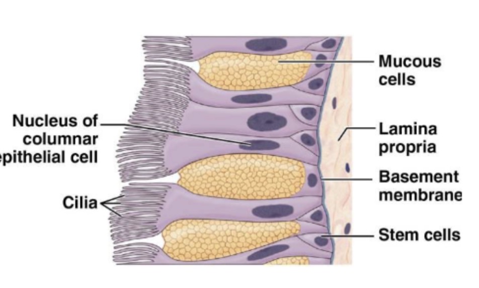 <p>underlying areolar tissue; supports respiratory epithelium; has mucous glands in trachea and bronchi</p>