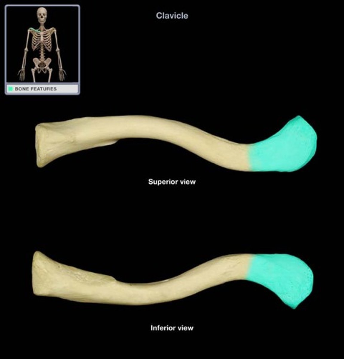 <p>BLANK of clavicle</p>