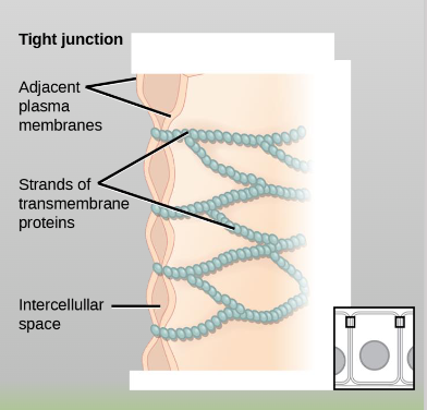 <p>Watertight, plasma-membrane seals between adjacent animal cells that prevent fluid and molecules from leaking through the intercellular space</p><ul><li><p>Found in epithelial cells of internal organs and cavities</p></li><li><p>Only in animal cells</p></li></ul><p></p>